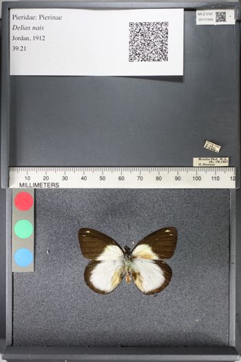 Media type: image;   Entomology 131684